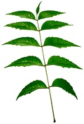 Leaf Of Neem