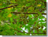 Neem Seeds