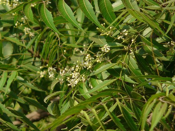 neem tree flower